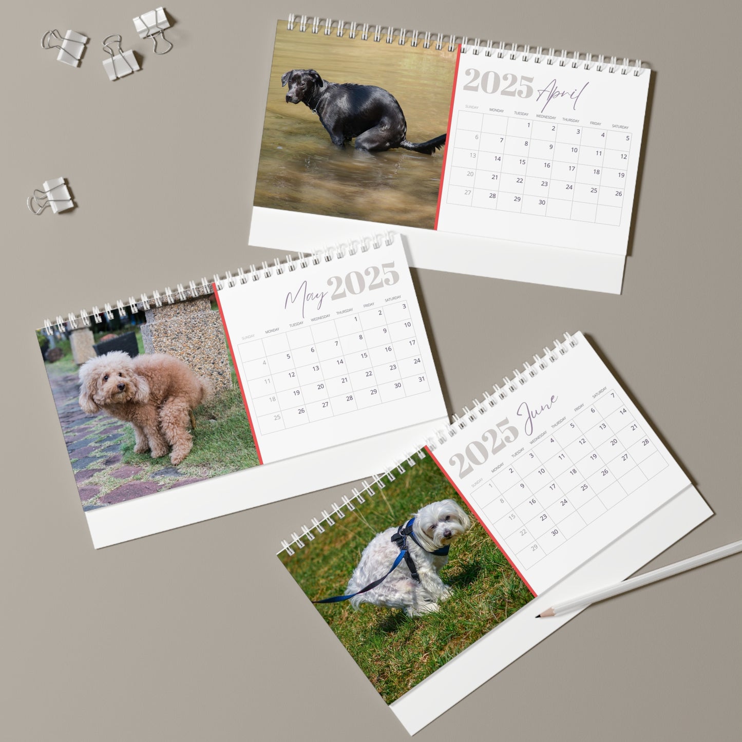 Pooping Dogs Desk Calendar 2025, Funny 2025 Desk Calendar, Funny Christmas Gift for Dog Lover, Dog Pooping, Dog Lover Gift