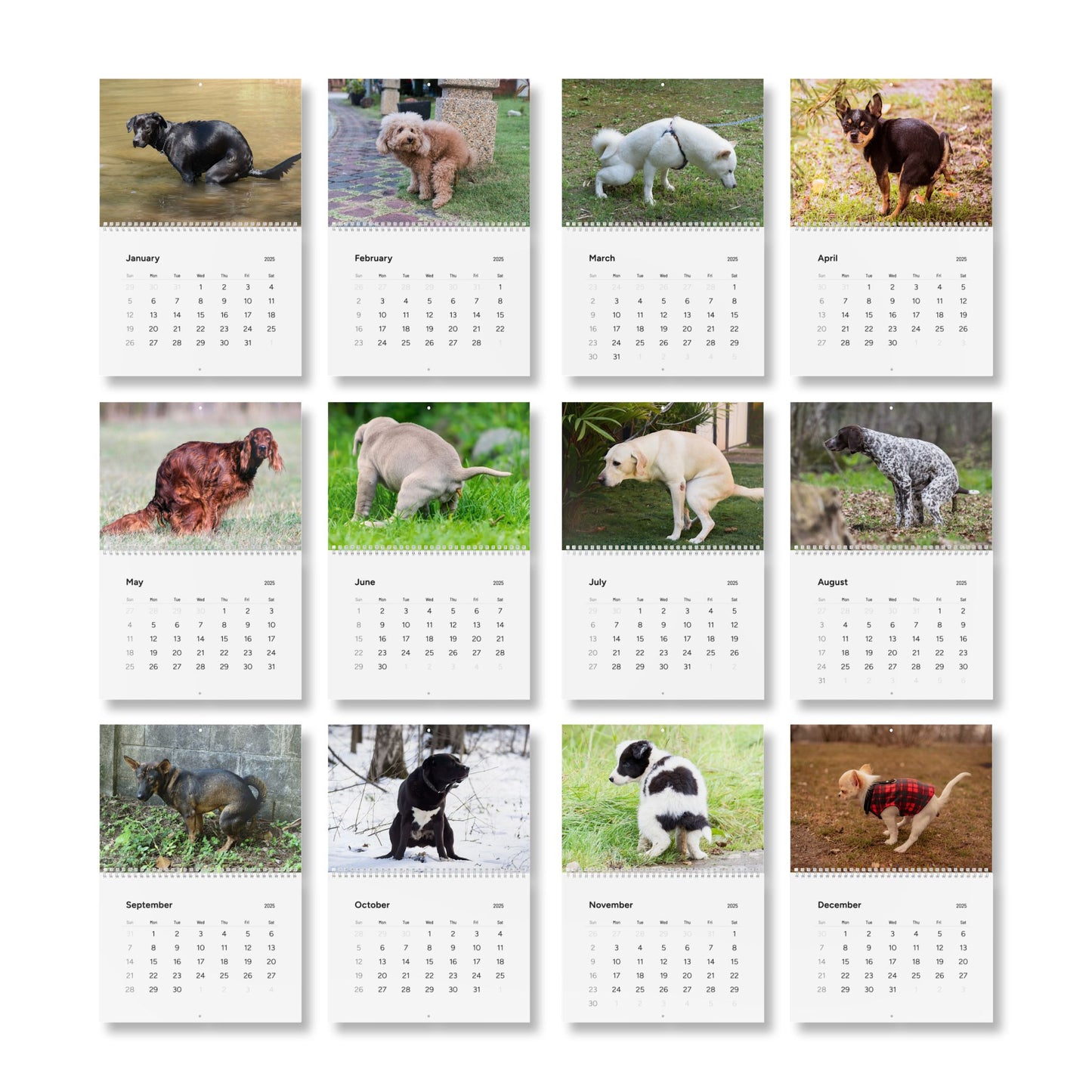 Pooping Dogs Calendar 2025, Funny 2025 Dog Calendar, Funny Christmas Gift for Dog Lover, Dog Pooping 2025, Dog Lover Gift