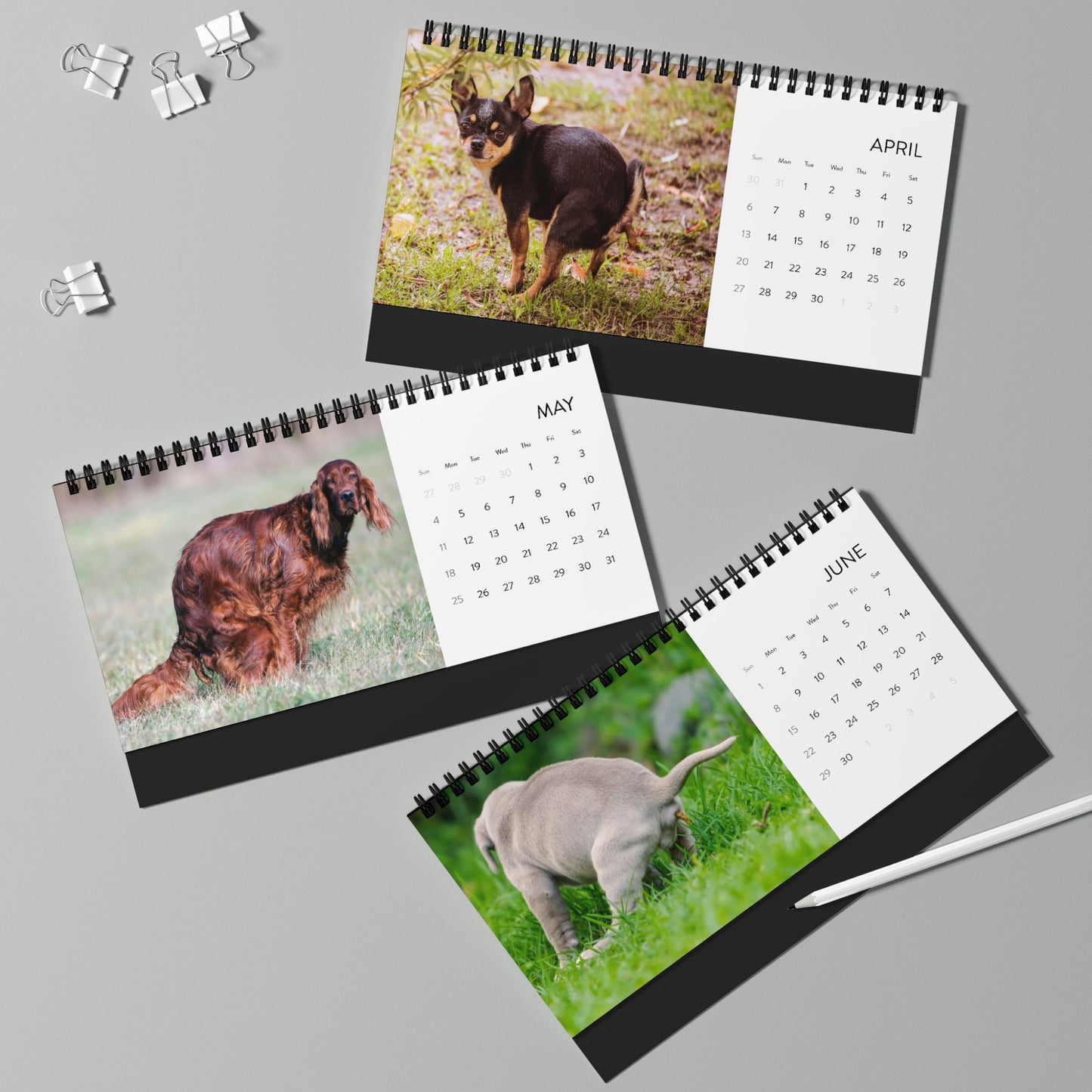 Pooping Dogs Desk Calendar 2025, Funny 2025 Desk Calendar, Funny Christmas Gift for Dog Lover, Dog Pooping, Dog Lover Gift