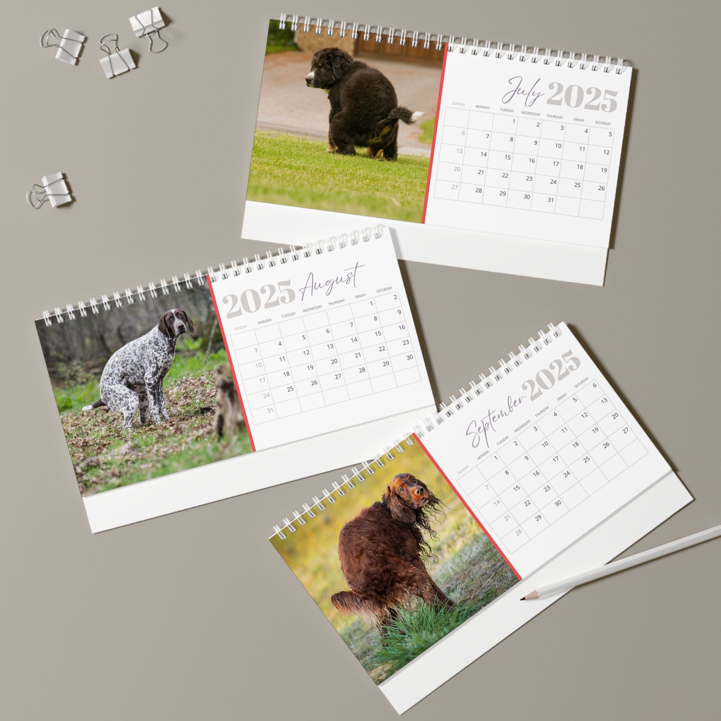 Pooping Dogs Desk Calendar 2025, Funny 2025 Desk Calendar, Funny Christmas Gift for Dog Lover, Dog Pooping, Dog Lover Gift