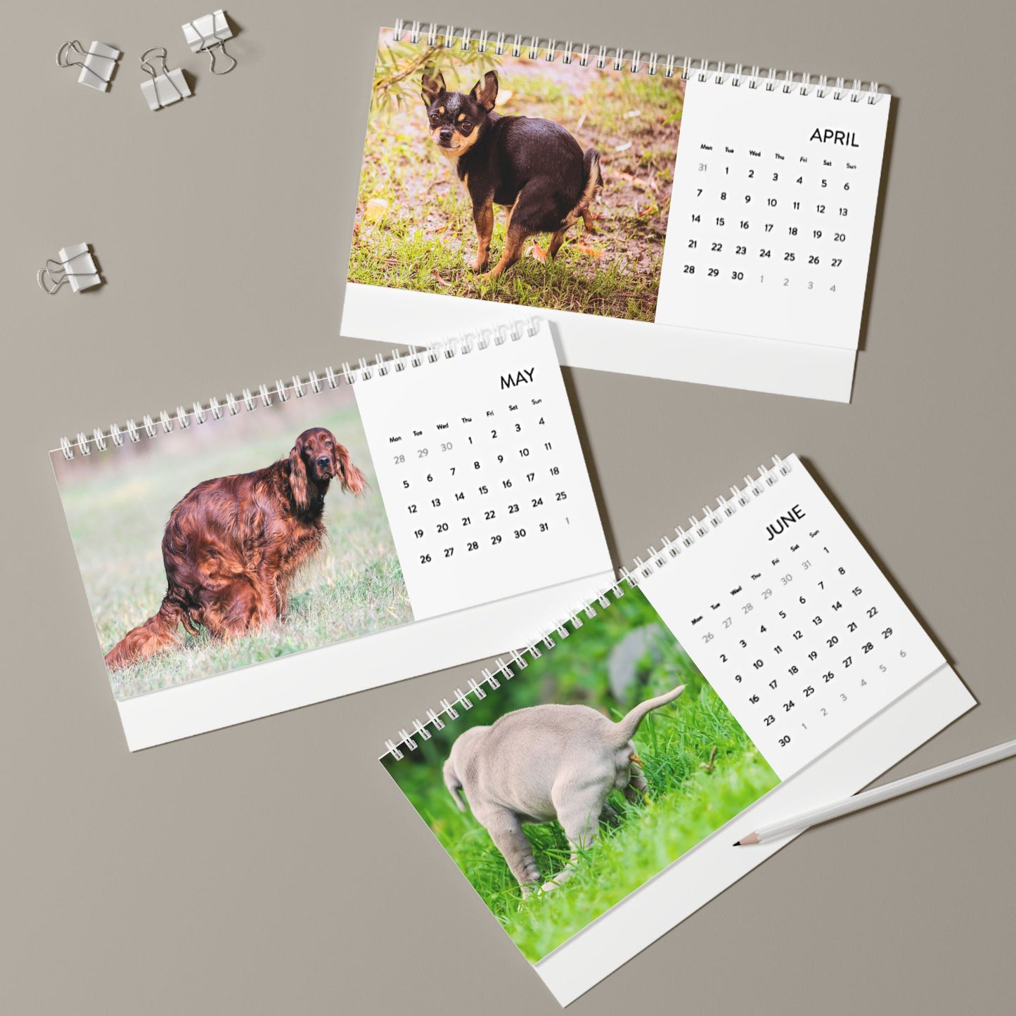 Pooping Dogs Desk Calendar 2025, Funny 2025 Desk Calendar, Funny Christmas Gift for Dog Lover, Dog Pooping, Dog Lover Gift