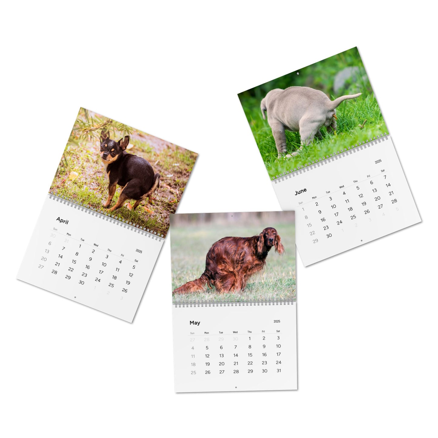 Pooping Dogs Calendar 2025, Funny 2025 Dog Calendar, Funny Christmas Gift for Dog Lover, Dog Pooping 2025, Dog Lover Gift