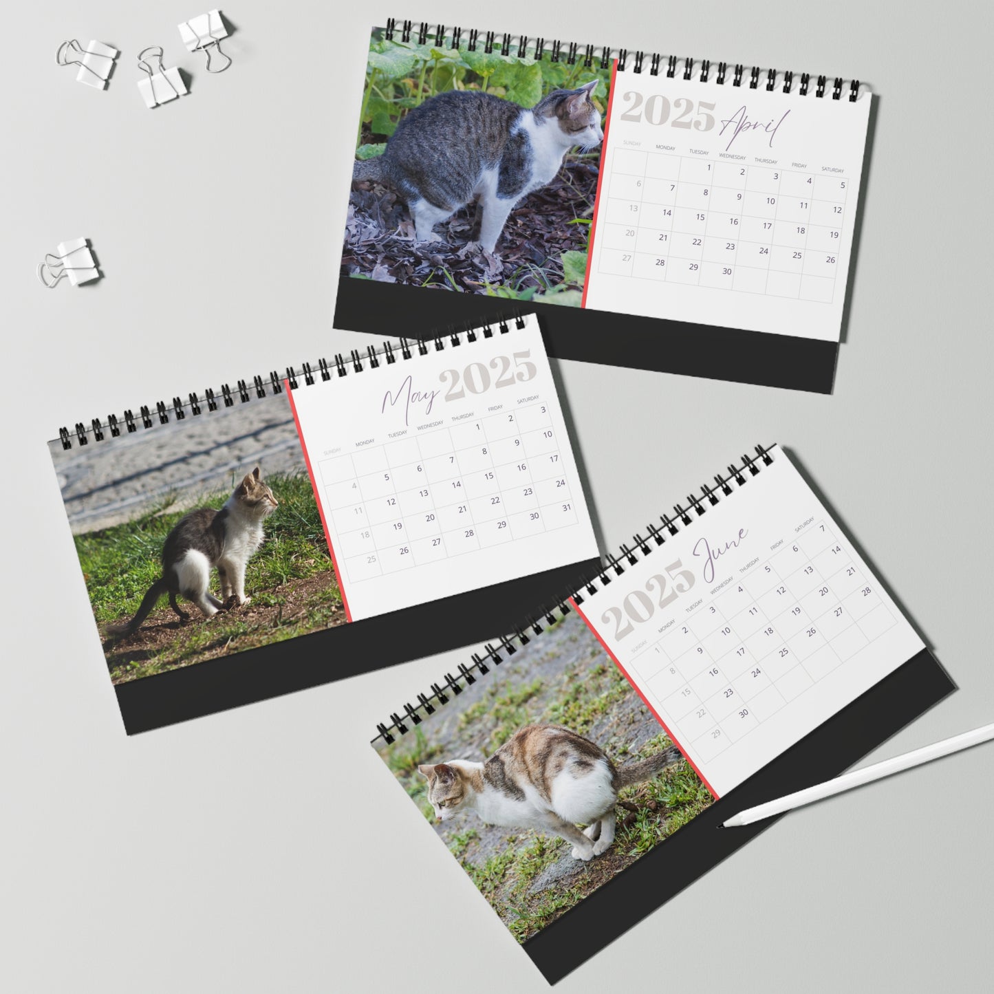 Pooping Cats Desk Calendar 2025, Funny 2025 Desk Calendar, Funny Christmas Gift for Cat Lover, Cat Pooping, Cat Lover Gift